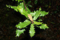 Quercus faginea 01 by-dpc.jpg