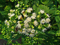 Ageratina altissima 002.JPG