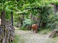 Raça Barrosã - Caminho do Cortelho.JPG