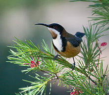 Acanthorhynchus tenuirostris ANBG.jpg