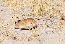 Bushveld gerbil.jpg