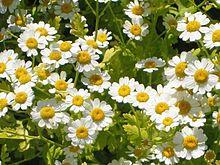 Feverfew.jpg