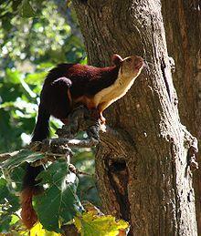 Malabar Giant Squirrel-Dogra.jpg