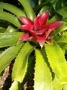 Nidularium fulgens HabitusInflorescence BotGardBln090f6.JPG