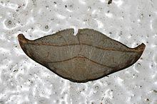 Nordstromia sp. (Drepanidae).jpg