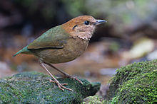 Pitta oatesi male - Mae Wong.jpg