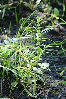 Rumex palustris kz1.jpg