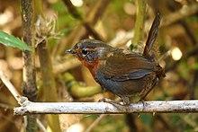 Scelorchilus rubecula.JPG