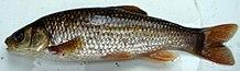 Squalius pyrenaicus 03 by-dpc.jpg