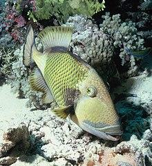Titan triggerfish (Balistoides viridescens).jpg