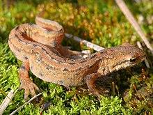 Triturus vulgaris maennchen cropped.jpg