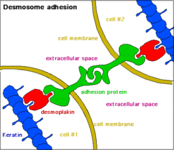 Desmosome - 2.png