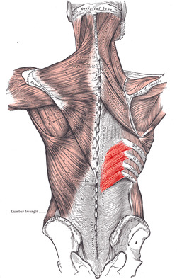 Serratus posterior.PNG