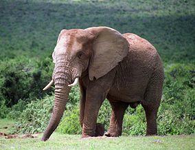 Elephant Addo.jpg