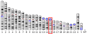 Chromosome 15 (human)