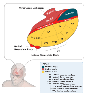 Thalamus-schematic.svg