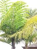 Starr-120403-4144-Caryota no-fronds-Kula-Maui (25045239351).jpg
