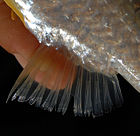 Barb gonio 080526 9660 ltn Af.jpg