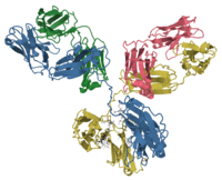 Model of an antibody showing beta strands