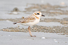 Charadrius peronii - Laem Phak Bia.jpg