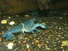 Cherax destructor (Cyan yabby).jpg