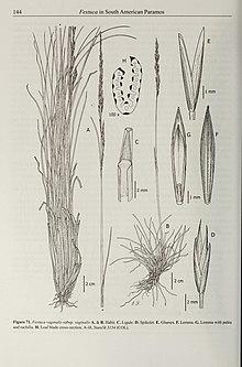Contributions from the United States National Herbarium (2008) (14596721159).jpg