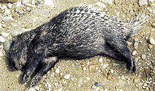 Hystrix sumatrae, the Sumatran Porcupine (12616233295).jpg