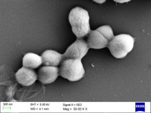 M luteus visualized using scanning electron microscopy.png