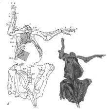 Photo and outline drawing of the mummy in bottom view