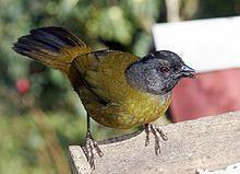 Pezopetes capitalis -Costa Rica-8.jpg