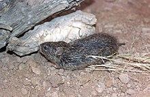 Sigmodon fulviventer 347663.jpg