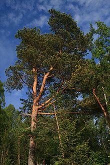Skuleskogen pine.jpg