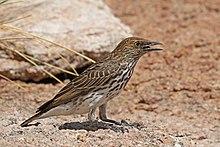 Violet-backed starling (Cinnyricinclus leucogaster verreauxi) female.jpg