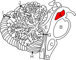 Midbrain of the Human Brainstem.svg
