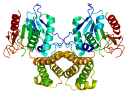 Protein FASN PDB 1xkt.png