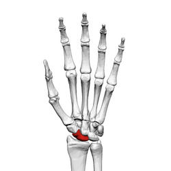 Scaphoid bone (left hand) 01 palmar view.png