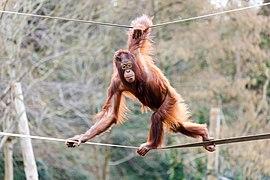 Tatau on the ropes.jpg
