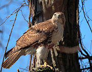 Buteo jamaicensis -John Heinz National Wildlife Refuge at Tinicum, Pennsylvania, USA-8.jpg