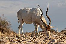A big male Addax showing as the power of his horns.jpg