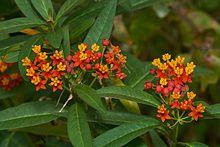 Asclepias curassavica-Thekkady-2016-12-03-001.jpg