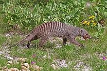 Banded mongoose (Mungos mungo).jpg