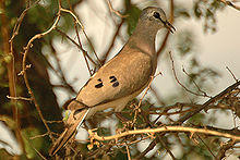 Blackbilledwooddove.jpg