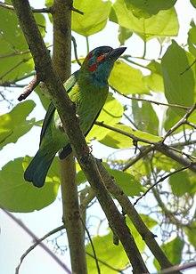 Blue-eared Barbet Manas National Park Assam India April 2019.jpg
