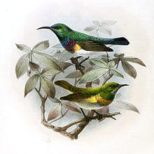 Cinnyris oustaleti, Anthreptes rectirostris tephrolaema Keulemans.jpg