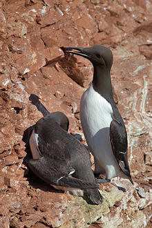 Common Murre Uria aalge.jpg