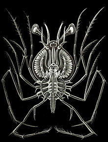 Haeckel Phyllosoma.jpg