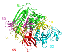 Pertussis toxin complex.png