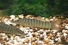 Syncrossus berdmorei.jpg