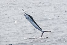 White Marlin in North Carolina 1394318584.jpg