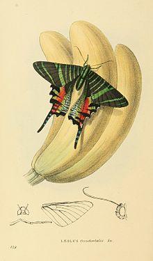 Zoological Illustrations Volume III Series 2 129.jpg
